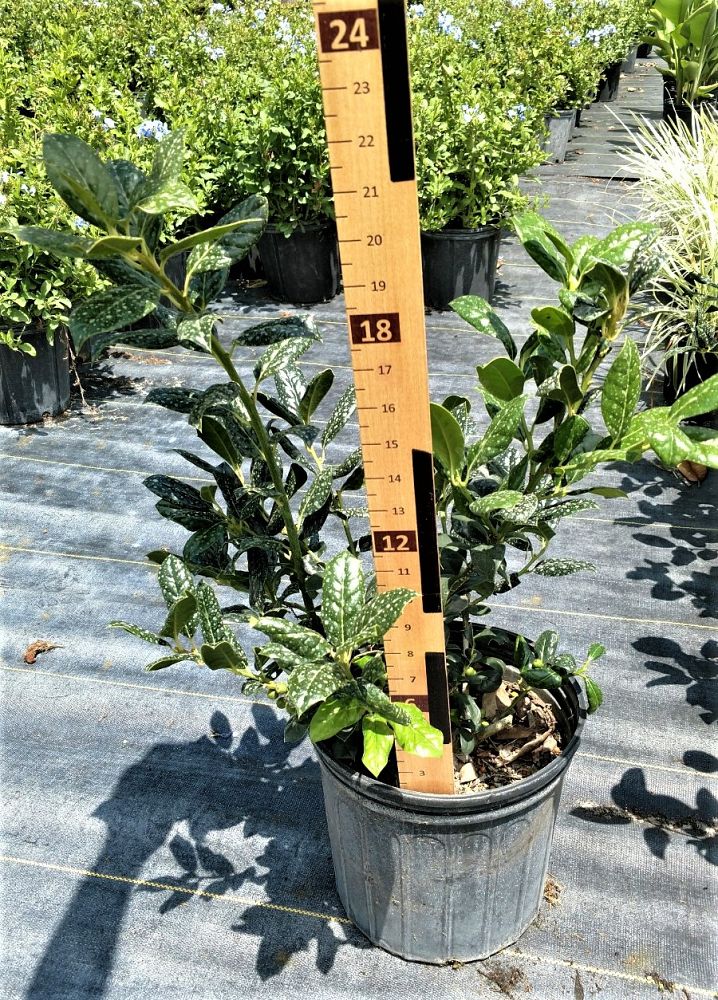 ilex-nellie-r-stevens-holly