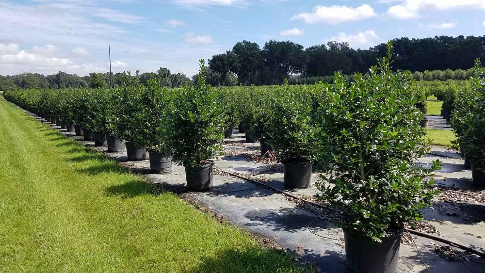 ilex-nellie-r-stevens-holly