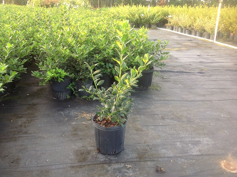 ilex-nellie-r-stevens-holly