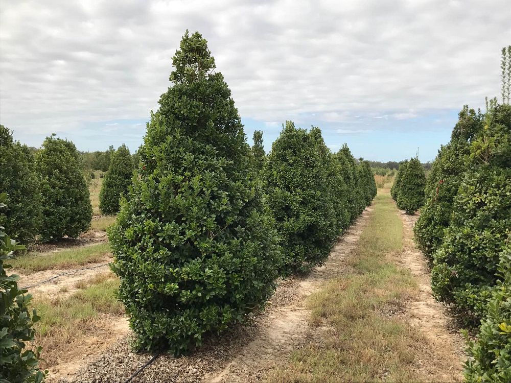 ilex-nellie-r-stevens-holly