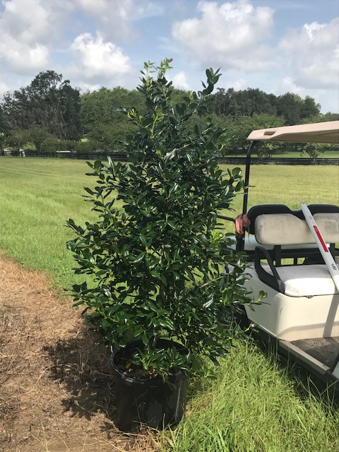 ilex-nellie-r-stevens-holly