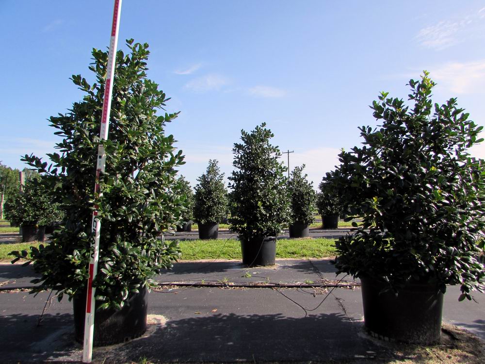 ilex-nellie-r-stevens-holly