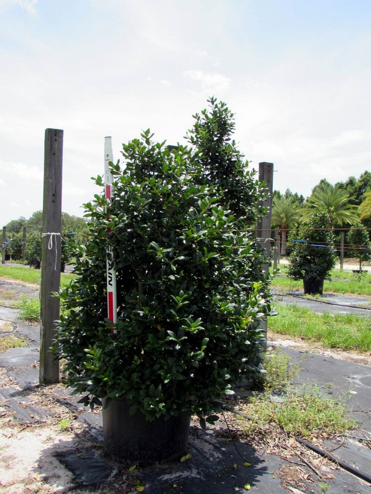 ilex-nellie-r-stevens-holly