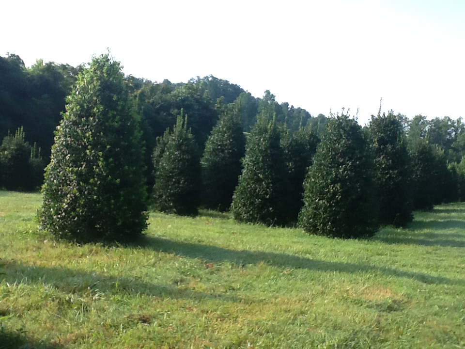 ilex-nellie-r-stevens-holly