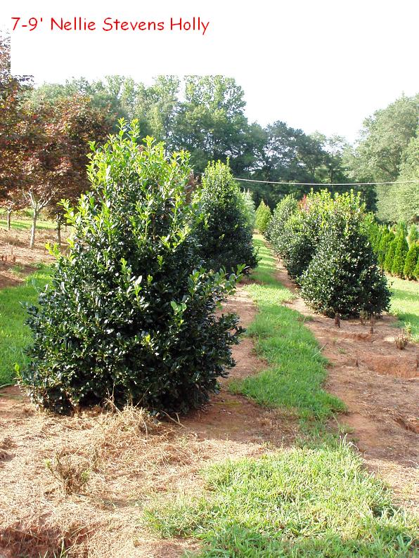 ilex-nellie-r-stevens-holly