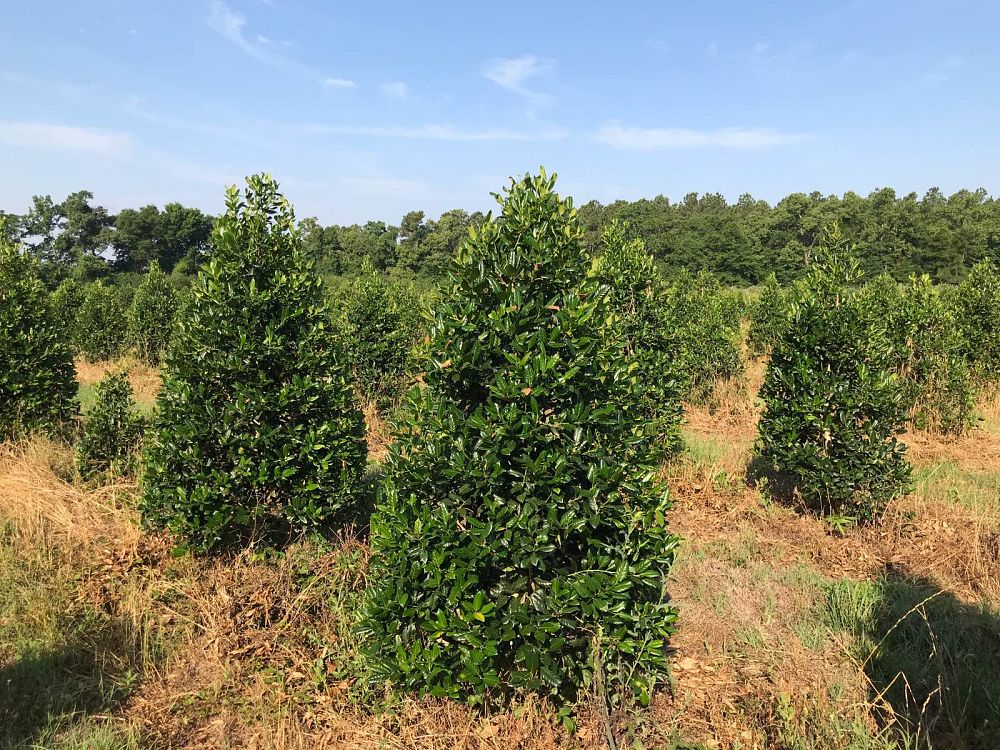 ilex-nellie-r-stevens-holly