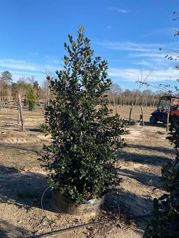 ilex-nellie-r-stevens-holly