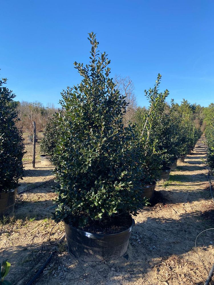 ilex-nellie-r-stevens-holly