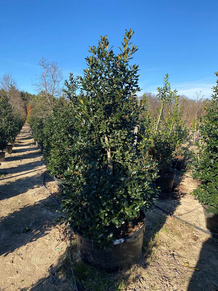 ilex-nellie-r-stevens-holly