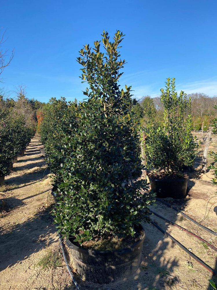 ilex-nellie-r-stevens-holly
