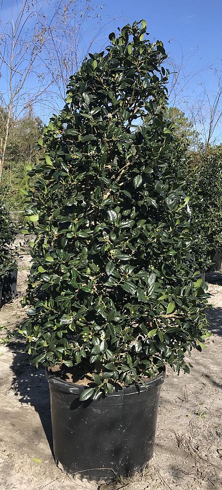ilex-nellie-r-stevens-holly