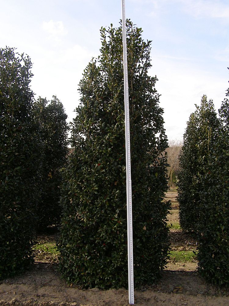 ilex-nellie-r-stevens-holly