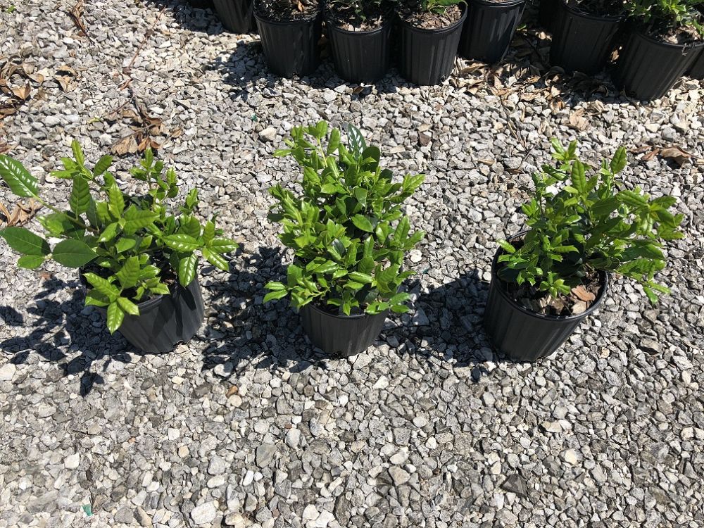 ilex-nellie-r-stevens-holly