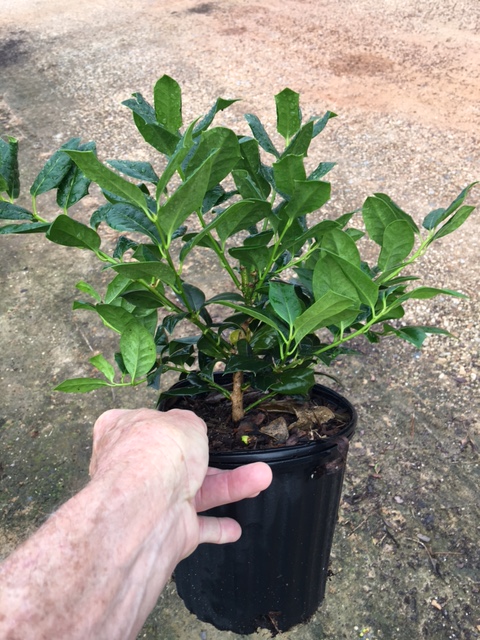 ilex-nellie-r-stevens-holly