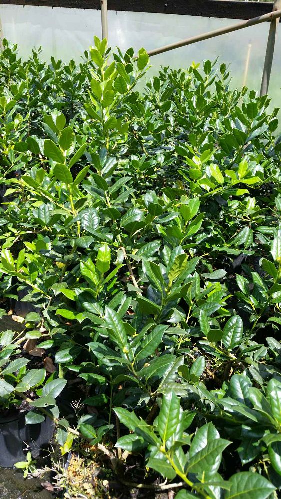 ilex-nellie-r-stevens-holly