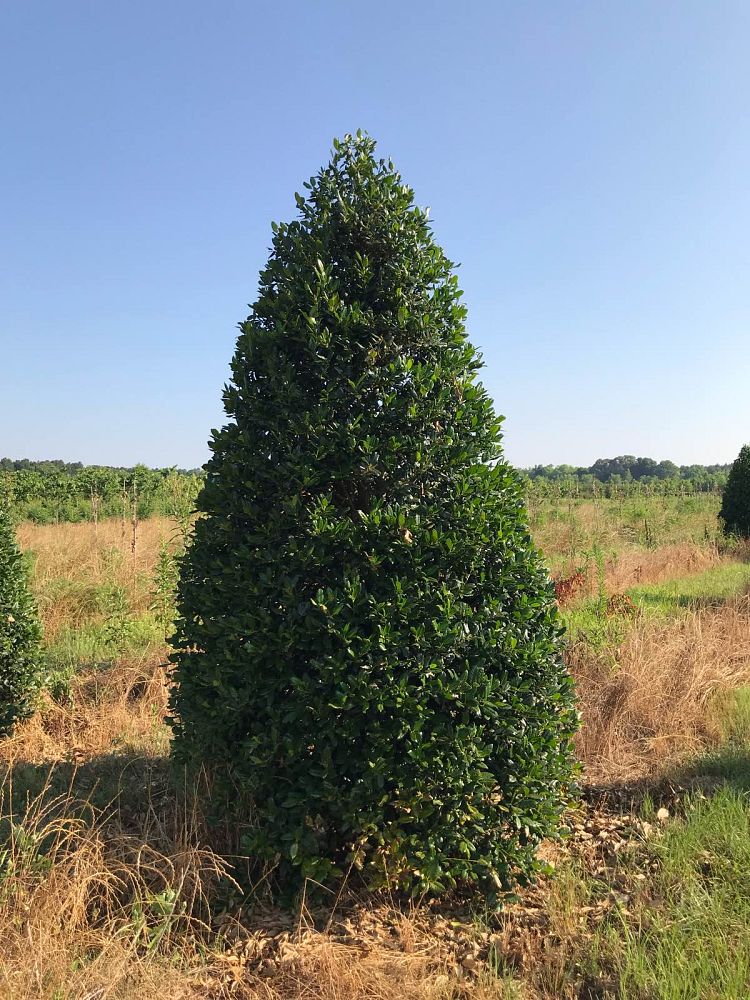 ilex-nellie-r-stevens-holly