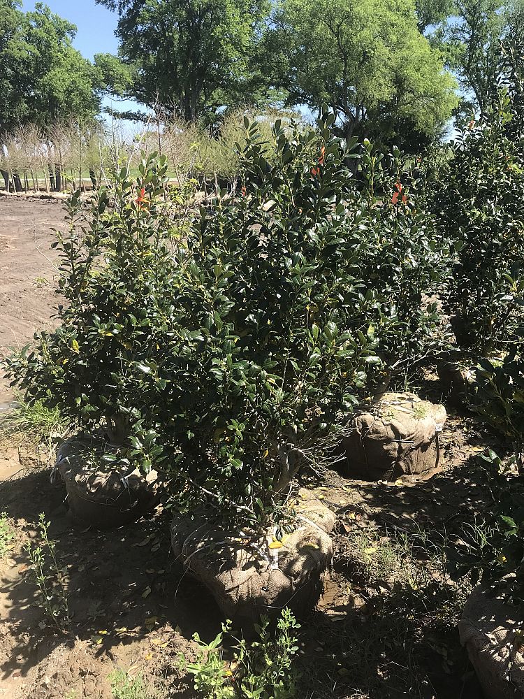 ilex-nellie-r-stevens-holly