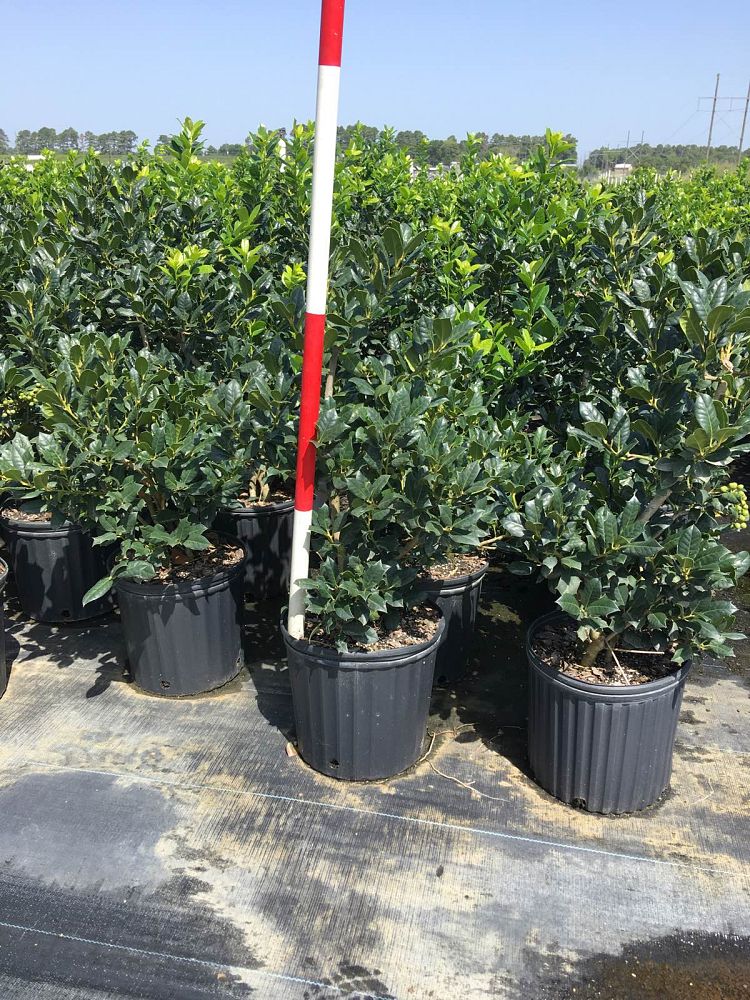 ilex-nellie-r-stevens-holly