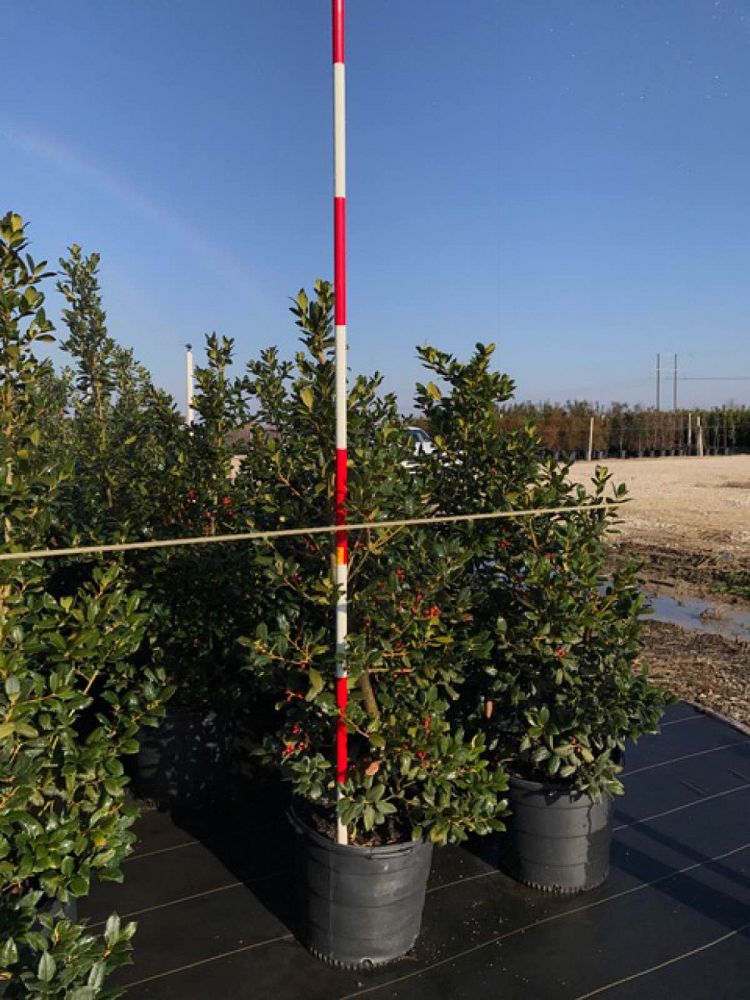 ilex-nellie-r-stevens-holly