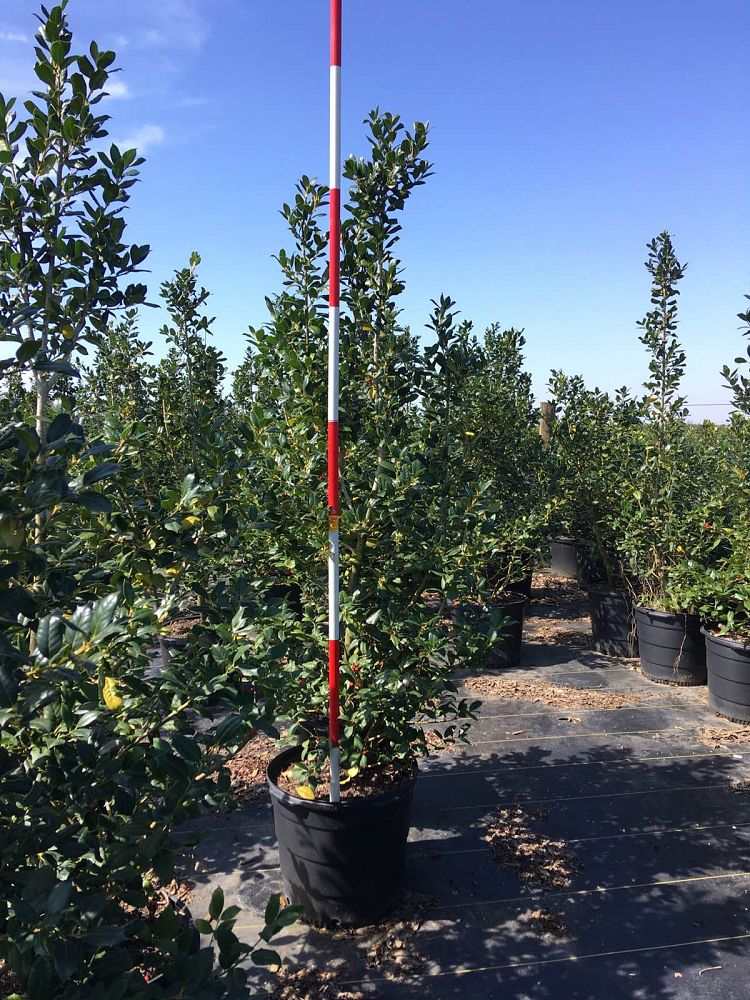 ilex-nellie-r-stevens-holly