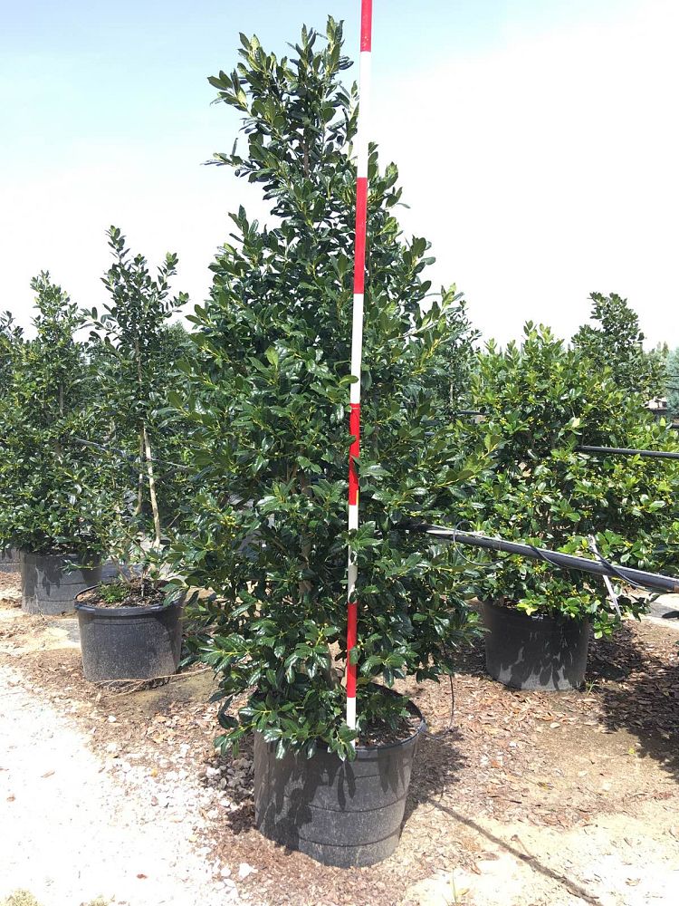 ilex-nellie-r-stevens-holly