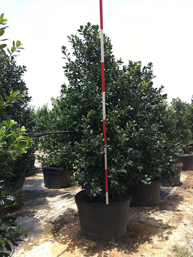 ilex-nellie-r-stevens-holly