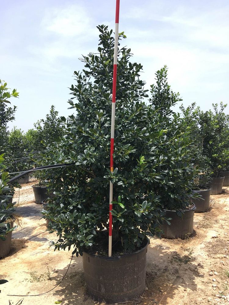 ilex-nellie-r-stevens-holly
