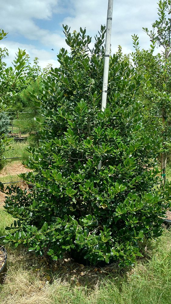 ilex-nellie-r-stevens-holly
