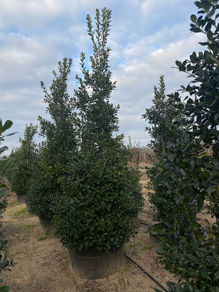 ilex-nellie-r-stevens-holly