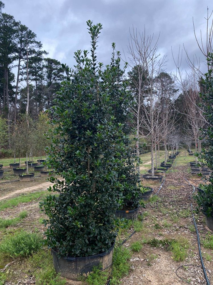 ilex-nellie-r-stevens-holly