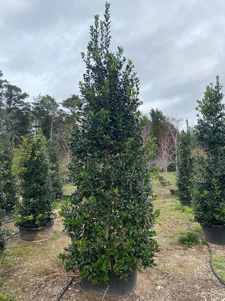 ilex-nellie-r-stevens-holly
