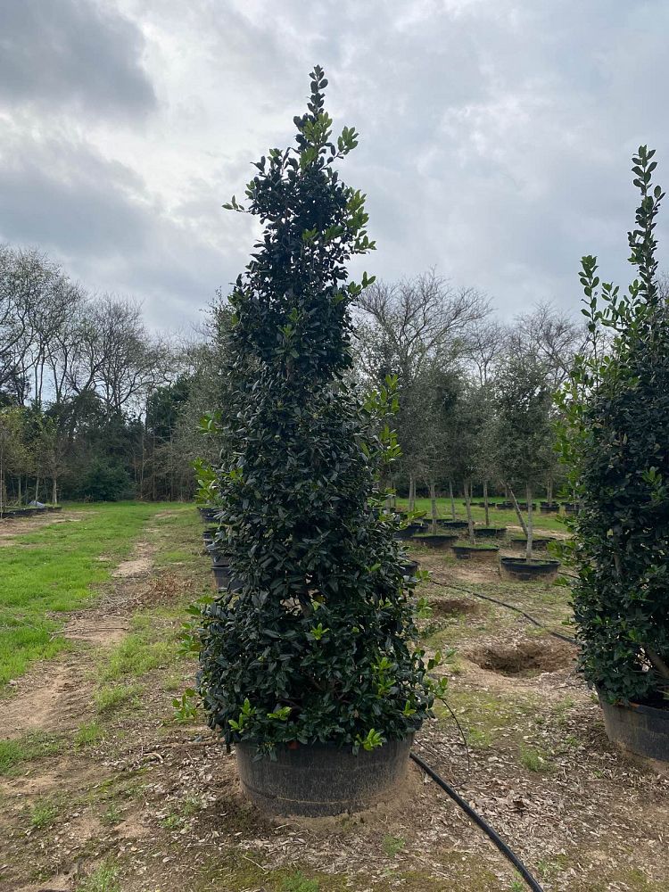 ilex-nellie-r-stevens-holly