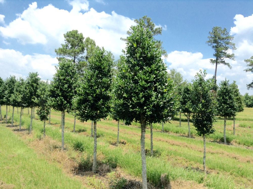 ilex-nellie-r-stevens-holly