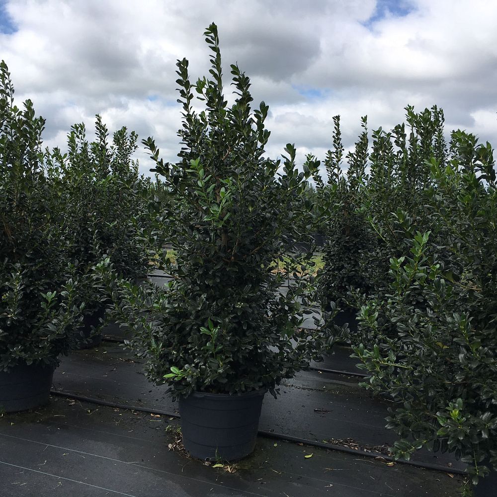 ilex-nellie-r-stevens-holly