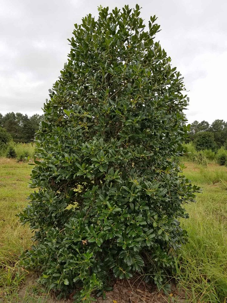 ilex-nellie-r-stevens-holly