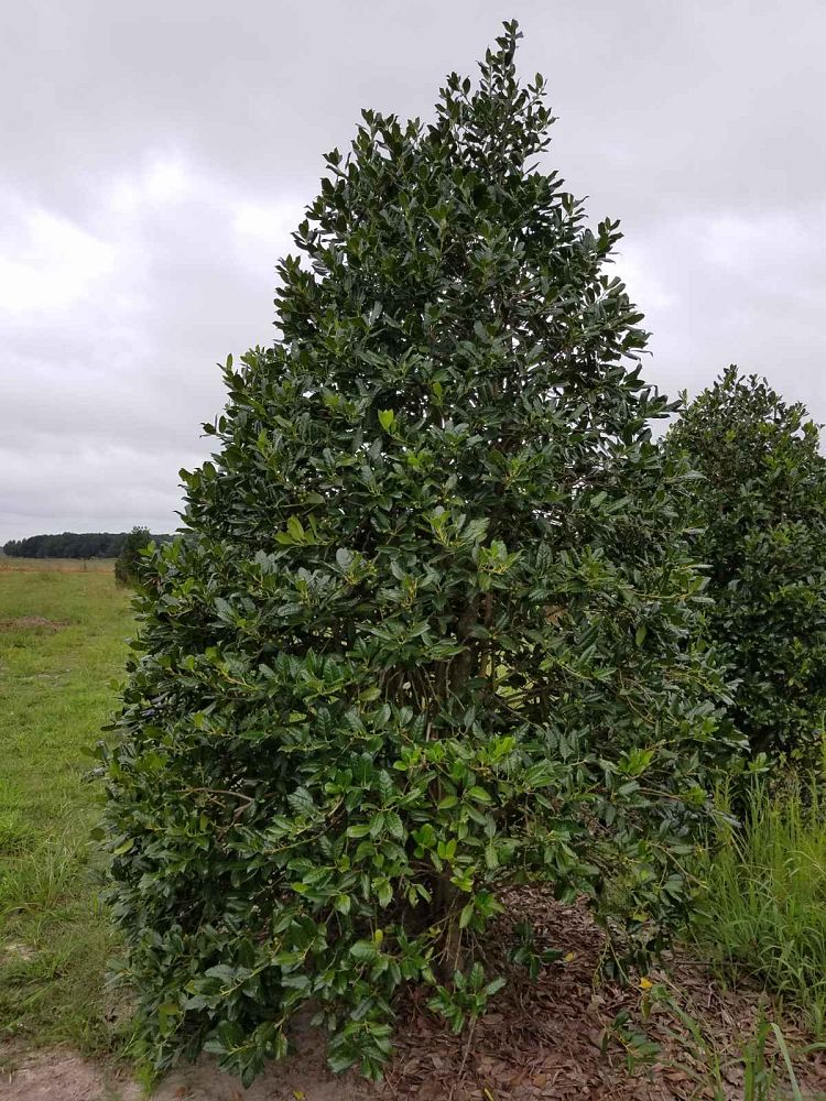 ilex-nellie-r-stevens-holly