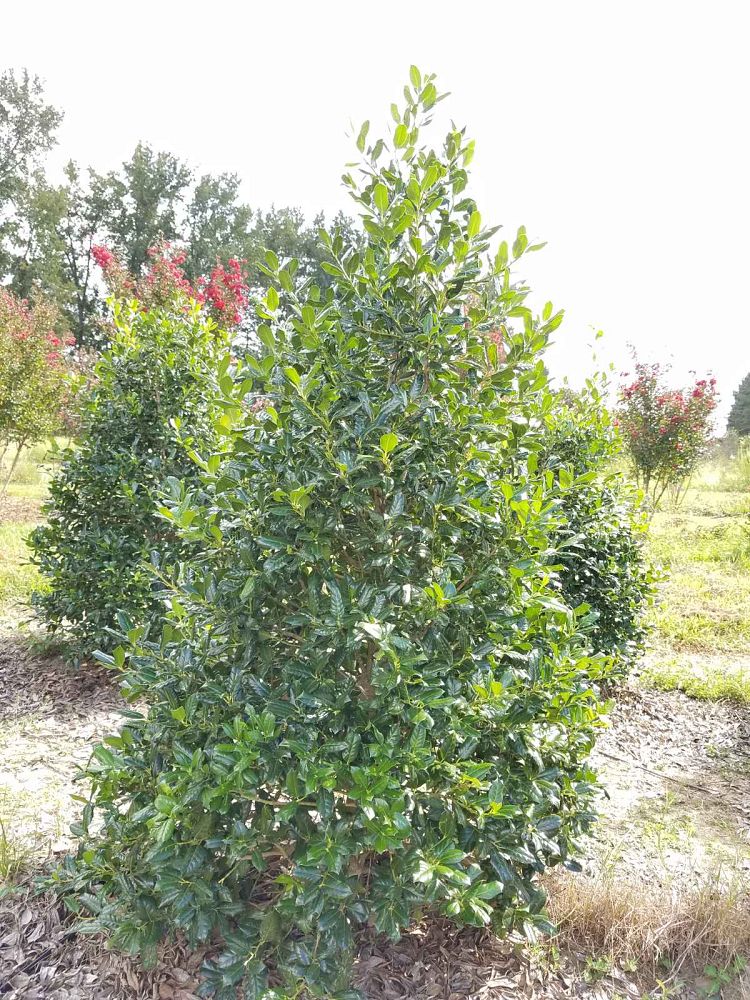 ilex-nellie-r-stevens-holly