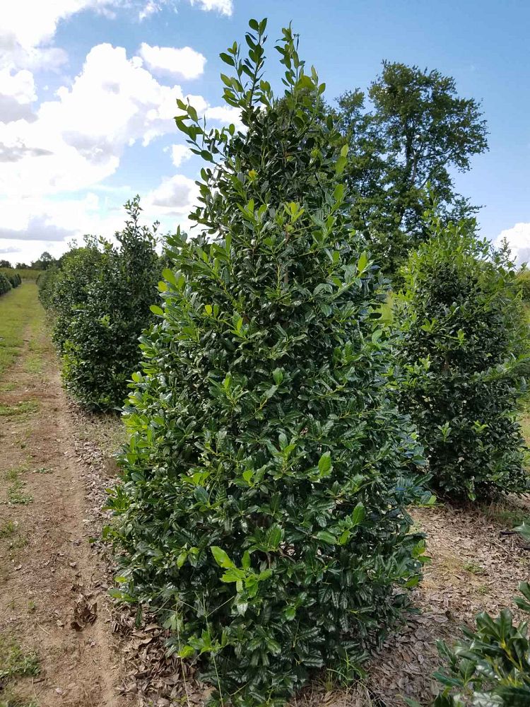 ilex-nellie-r-stevens-holly