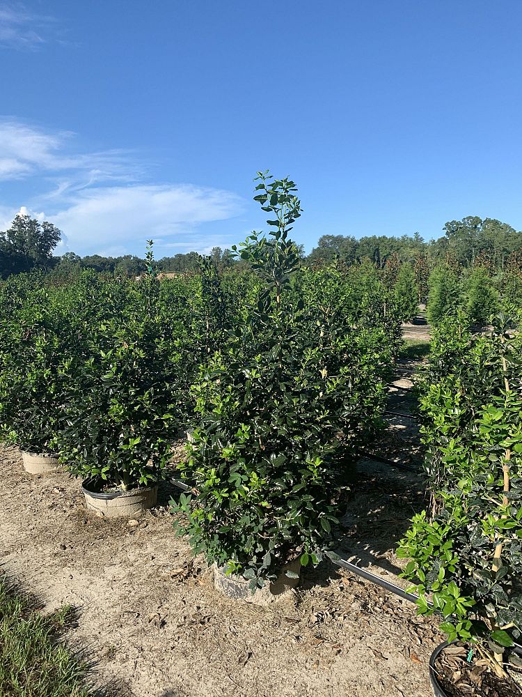 ilex-nellie-r-stevens-holly