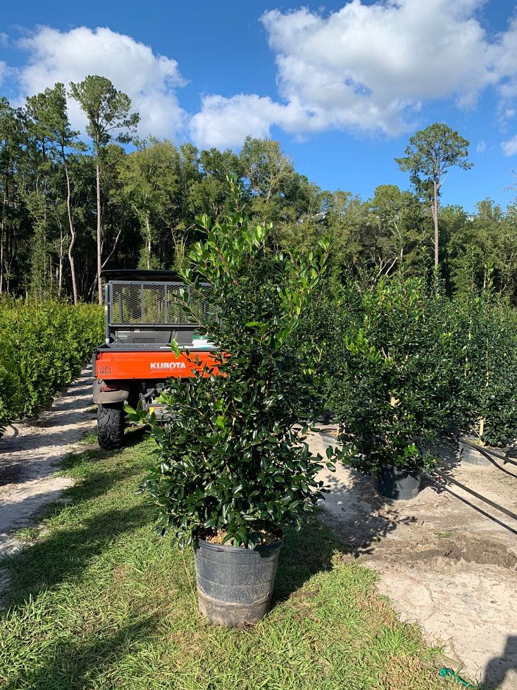 ilex-nellie-r-stevens-holly