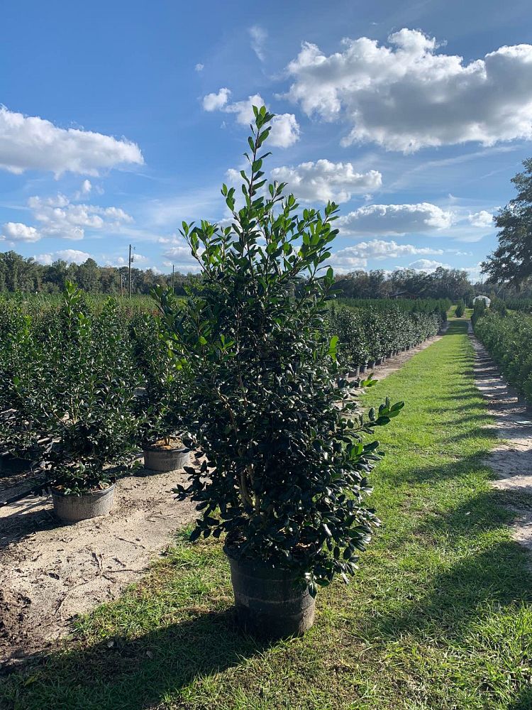 ilex-nellie-r-stevens-holly