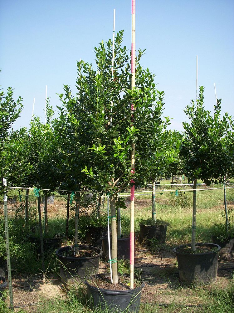 ilex-nellie-r-stevens-holly