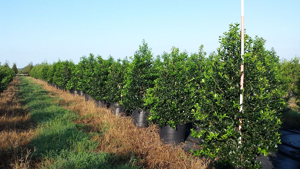 ilex-nellie-r-stevens-holly