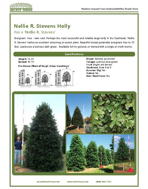 ilex-nellie-r-stevens-holly