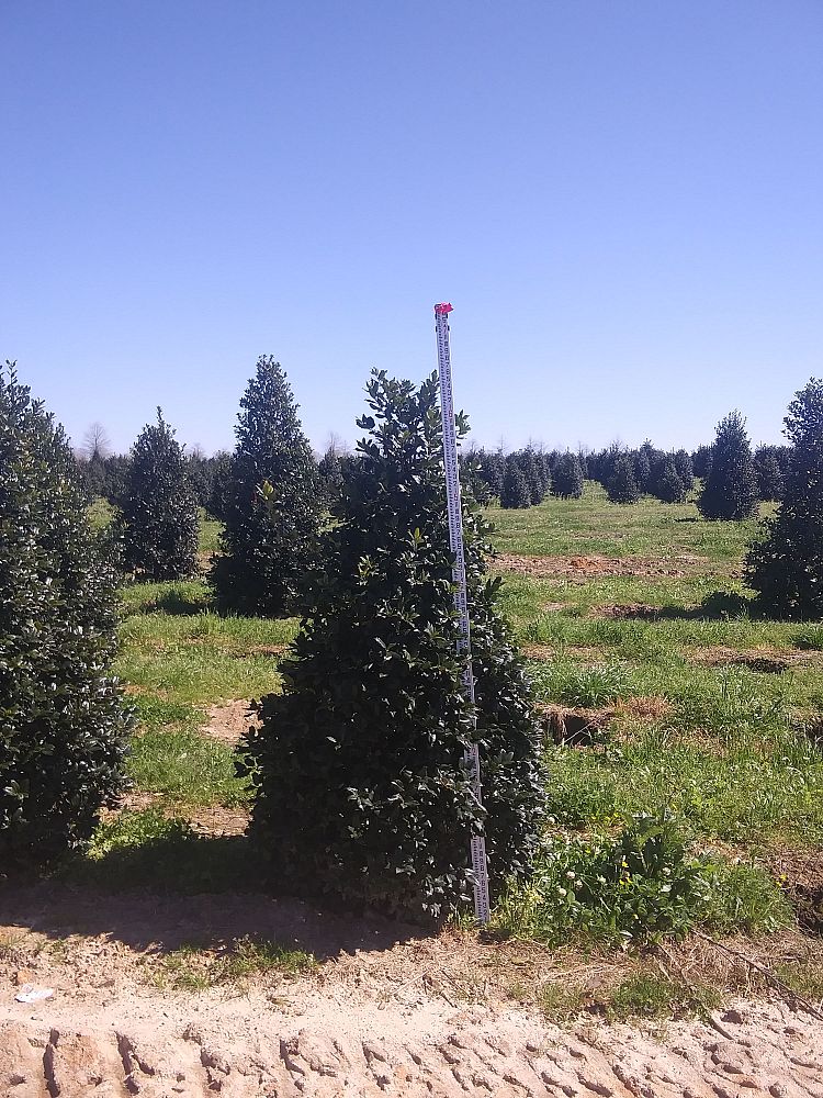ilex-nellie-r-stevens-holly