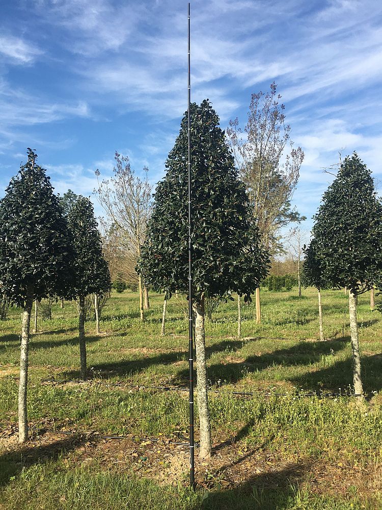ilex-nellie-r-stevens-holly