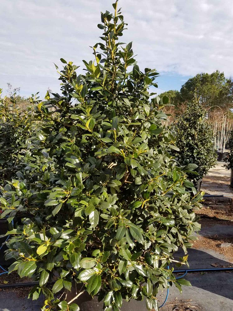 ilex-nellie-r-stevens-holly