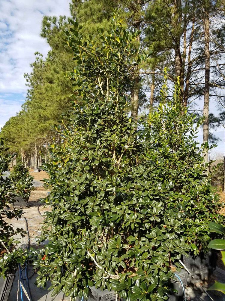 ilex-nellie-r-stevens-holly
