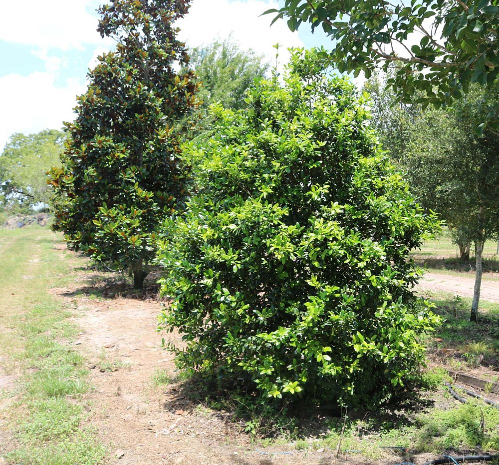 ilex-nellie-r-stevens-holly