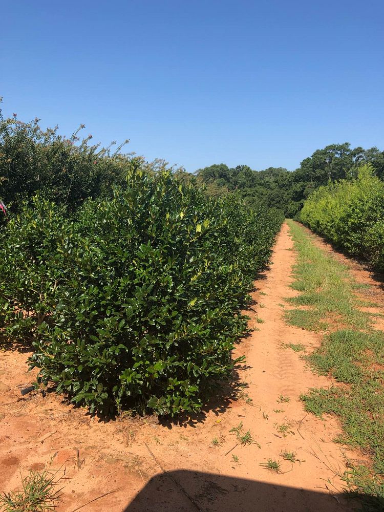 ilex-nellie-r-stevens-holly